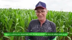 Após problemas com a soja, produtores de MT focam no milho segunda safra