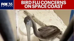 Avian flu concerns spread to the Space Coast