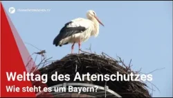 Welttag des Artenschutzes: Wie steht es um Bayern?