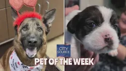 Pet of the Week 2/28/25 + Fosters Needed!