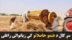 سږ کال هېواد کې د غنمو په حاصلاتو کې ۱۳ سلنه زیاتوالی راغلی