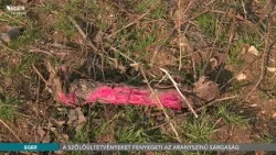 A szőlőültetvényeket fenyegeti az aranyszínű sárgaság - 2026.03.06.