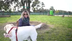 Battito Animale - Cani: il fiuto e la sua importanza Battito Animale - Cani: il fiuto e la sua importanza