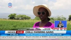 From Farm to China: How Chilli Farming Is Creating Jobs in Kerio Valley