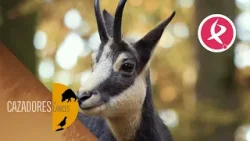 Entre roca, viento y silencio: el territorio del rebeco | Cazadores de Lances