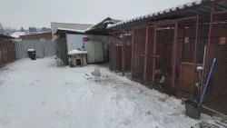 Zima v útulku zvierat