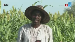 RAINFALL DEFICIT: KANEL FARMERS AT A DEAD END