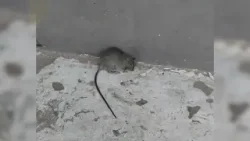 Escuela Las Américas fue clausurada por la Seremi de Salud tras detectar presencia de roedores