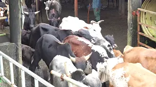 Mati ke Mol - Cow Keeping