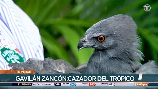 TR Verde: Rehabilitating hawks