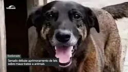 14 de março: Dia dos Animais traz alerta para a importância de proteção à fauna brasileira