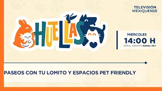 Walks with your dog and pet-friendly spaces | Huellas | 06-24-2026