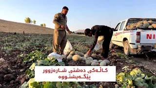 کاڵەکی دەشتی شارەزوور پێگەیشتووە