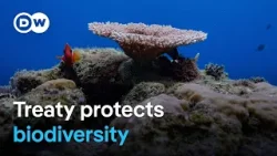 Global high seas protection treaty comes into force | DW News