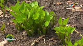 Satul meu - cum se cultivă cartoful dulce