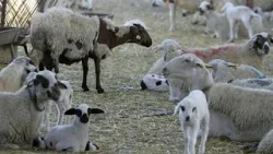 Κύπρος: Καθολική απαγόρευση μετακινήσεων ζώων και ζωωτροφών λόγω αφθώδους