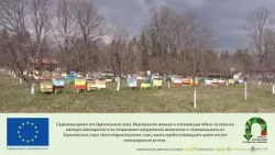 Новина плюс: Промени в подпомагането на пчеларите: повече средства и улеснения