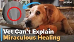 Рак у золотистого ретривера исчез после молитвы.