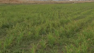 A Utah alfalfa farm's experiment is showing some early signs of success