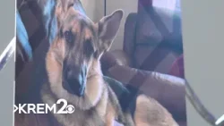 Family of German Shepherd, teen attacked by dogs opens up on recovery process