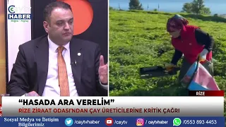 Critical Call from the Rize Chamber of Agriculture to Tea Producers: "Let's Pause the Harvest"