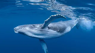 Whale watching in Golfo Dulce boosts local tourism