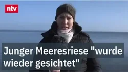 Gestrandeter Buckelwal schwimmt wieder in der Ostsee- Reporterin berichtet | ntv