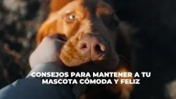 ¿Cómo cuidar correctamente a las mascotas en su periodo de celo?