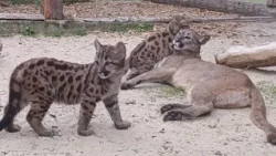 Mená mláďat pumy americkej v ZOO