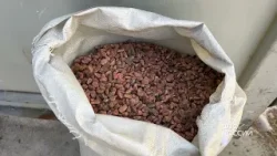 Контрабанду в Китай 20 тонн кедрового ореха пресекли уссурийские таможенники.