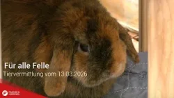 Tiervermittlung: Für alle Felle vom 13.03.2026