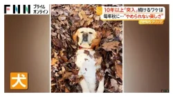 落ち葉に夢中で「突入」するワンちゃん 10年以上毎年秋の“楽しみ” 「暖かさと音」がお気に入り？ アメリカ（2026年10月30日）
