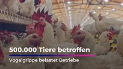 Vogelgrippe bleibt große Herausforderung I Sachsen Fernsehen