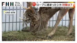角にロープがぐるぐる巻き　重々しく食事するシカをカメラが撮影　心配の声あがるも「自然に抜け落ちるので待って」北海道・厚岸町（2026年03月24日）