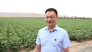 看神州：新疆棉花產業實現機械化減省人手 紓壓玩具流傳暗黑玩法惹關注