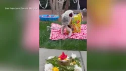 Lemur celebrates birthday with snack-filled party at San Francisco Zoo