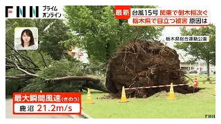 “逆走”台風15号　特に栃木県で多かった倒木の原因は？　台風17号も気になる予想進路（2026年08月12日）