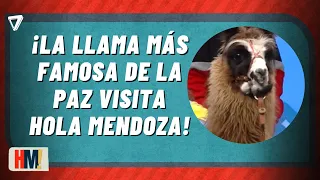 🦙 FUROR TOTAL | Llegó "Bebé": la llama viral de los festejos del Mundial 2026