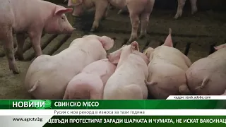 СВИНСКО МЕСО: Русия с нов рекорд в износа за тази година