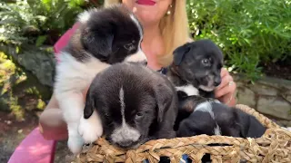 Pet Chek: The adorable Ice Cream Litter puppies and summer hazards for pet owners