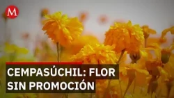 Falta de difusión limita venta de cempasúchil en Magdalena Contreras