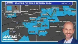 Millions of cicadas return after 13-year sleep in the next few weeks