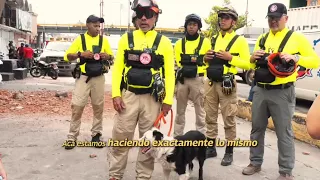 VIDEOS DE INTERÉS | “Tsunami, el héroe venezolano de 4 patas que simboliza la esperanza”