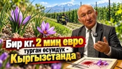 Бир кг.2 миң евро турган өсүмдүк - Кыргызстанда // Чарбакер
