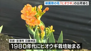 Gion Festival flower "Hiougi" shipped out; does it resemble the fan of a Heian-era aristocrat? Mi...