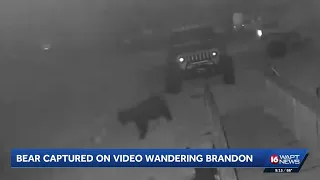 Bear captured on video wandering in Brandon
