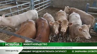 ЖИВОТНОВЪДСТВО: Бюрокрация и големи изисквания препъват стопаните