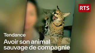Animaux sauvages de compagnie : un marché aux dérives inquiétantes | RTS