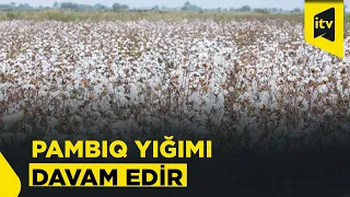 Bölgələrdə pambıq yığımı davam edir
