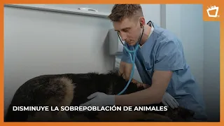 Pet Spaying and Neutering: Why Is It Important?